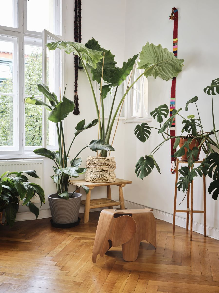 https://bo.alinhadavizinha.com/FileUploads/produtos/acessorios/casa/210_225_03_eames-elephant-plywood_large_cerejeira_2.jpg