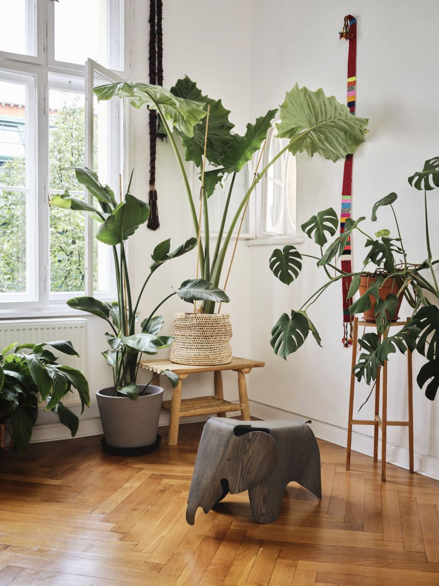 https://bo.alinhadavizinha.com/FileUploads/produtos/acessorios/casa/210_225_04_eames-elephant-plywood_large_freixo_2.jpg