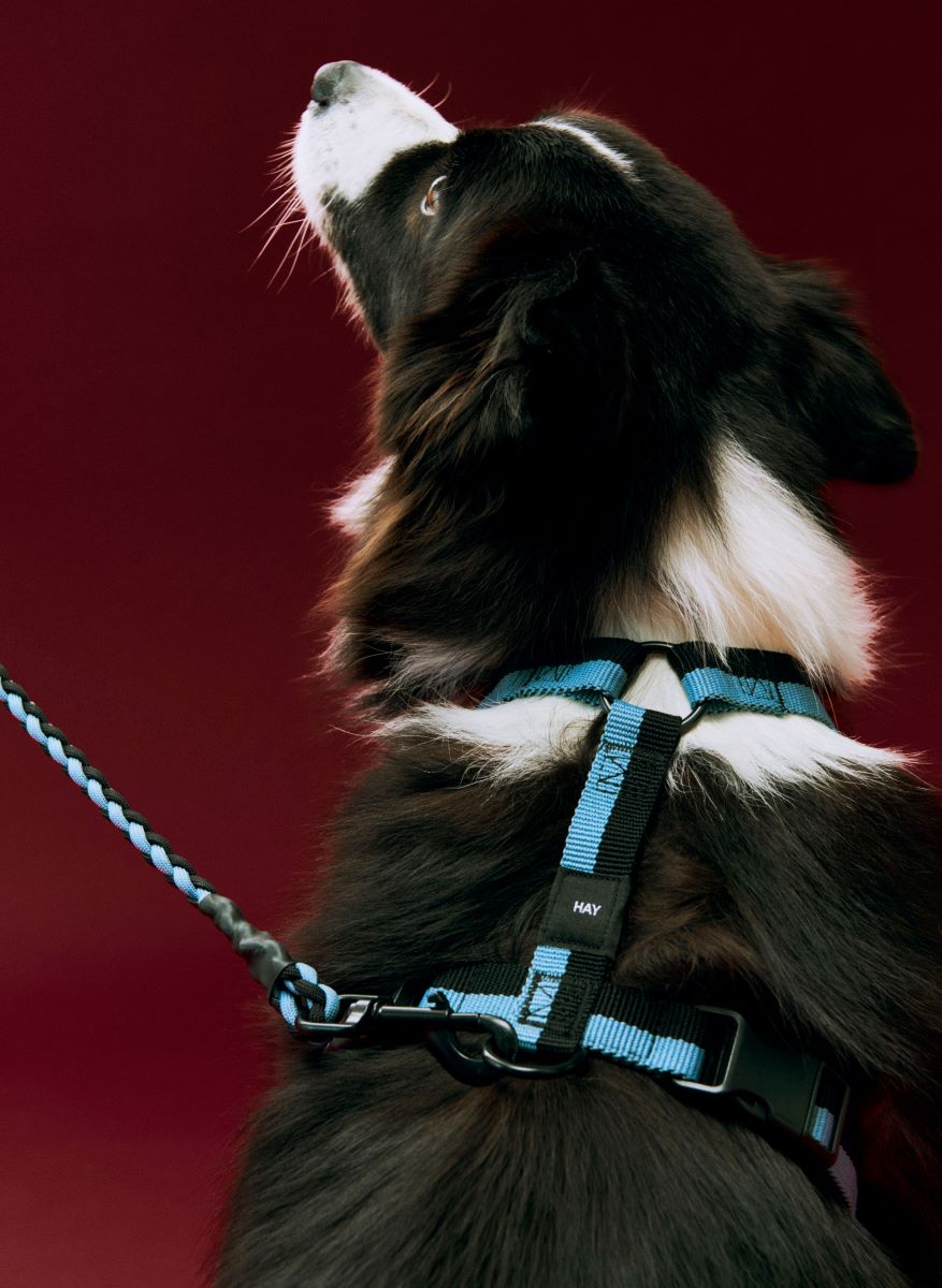 https://bo.alinhadavizinha.com/FileUploads/produtos/acessorios/casa/ae931_a602_ap74_hay-dogs-harness_m_azul_02.jpg